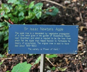Cây táo của Newton hiện giờ ra sao?