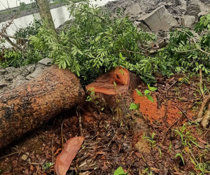 Vụ dân chặt 1 cây xà cừ bị phạt 20 triệu đồng: Hủy toàn bộ quyết định xử phạt