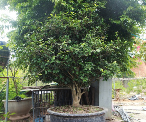 Choáng váng những cây trà nhìn như cây dại được ngã giá tiền tỷ