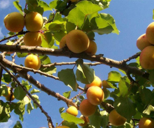 Trên thế giới, có duy nhất một quốc gia chưa bao giờ có bệnh nhân bị ung thư: Bí quyết của họ gói gọn trong 4 món ăn mà người Việt có rất nhiều