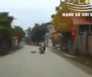 Video: Đâm trúng chú chó băng qua đường, người phụ nữ gặp tai nạn kinh hoàng