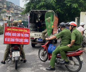 Hà Nội thành lập tổ phản ứng nhanh truy bắt chó thả rông nơi công cộng