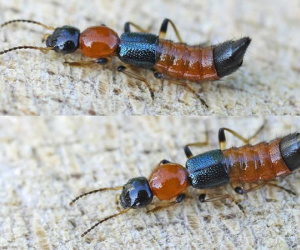 Kiến ba khoang có độc tính mạnh gấp 12-15 lần nọc rắn hổ mang: Nếu bị đốt, bác sĩ cảnh báo tuyệt đối KHÔNG xử trí bằng cách này mà ôm họa