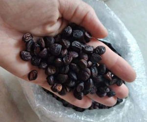 Hạt 'vàng' Tây Bắc, 2 triệu đồng/kg vẫn được khách săn lùng