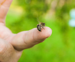 Trưởng thôn 23 tuổi bị ong đốt tử vong trong vườn