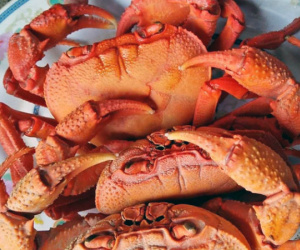 Cua núi đá ăn lá rừng: Đặc sản Hà Giang, ngon hơn cua biển
