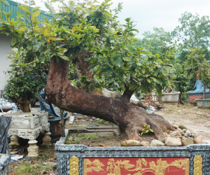 Cặp mai vàng 'Tiên đồng ngọc nữ' đẹp cỡ nào mà có giá vài tỷ đồng?