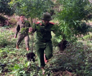 Vừa chăn nuôi gia súc vừa tranh thủ... trồng cần sa