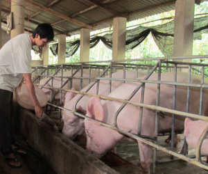 Thịt lợn giảm giá mạnh, mấy triệu hộ dân lại lo lắng