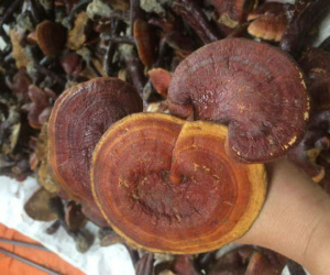 Nấm lim xanh chục triệu/kg, nhà giàu muốn mua phải đợi cả tháng