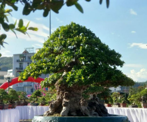 'Đại lão ngâu' thế độc - lạ khoe dáng giữa triển lãm cây cảnh