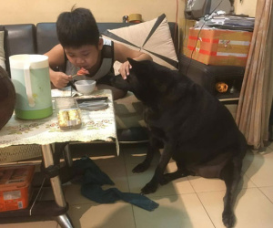 Sợ chó cưng 'đau lòng', cậu bé vừa ăn xúc xích vừa có hành động khiến tất cả không thể nhịn cười