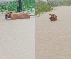 Rơi nước mắt hình ảnh chó mẹ tha con giữa dòng lũ, hàng loạt động vật rưng rưng như kêu cứu, dân mạng xót xa: 'Người cứu còn không xuể, biết làm sao đây?'