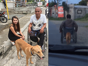 Ngày ngày dùng mũi đẩy xe lăn đưa ông chủ đi chơi, sự trung thành của chú chó vàng được đền đáp bằng món quà bất ngờ