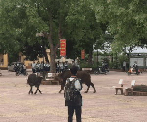 Hai chú bò 'giao chiến' ngay trong sân trường, học sinh sợ hãi hú hét