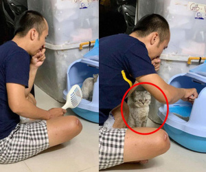 Thấy chồng tự nhiên chăm chỉ đột xuất đi dọn chất thải cho mèo, vợ cười bò khi biết lý do thực sự