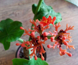 Bàn làm việc của dân văn phòng nhất định phải có loại cây phong thủy này mới công tác suôn sẻ, ai chưa có mau đi sắm ngay 1 chậu