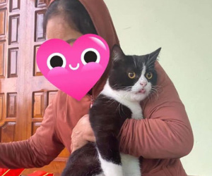 Hành trình đi chạy lũ của chú mèo với biểu cảm ngơ ngác gây tò mò, câu chuyện phía sau khiến nhiều người xúc động