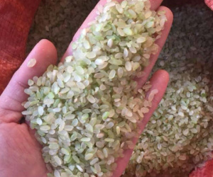 Đặc sản Yên Bái: Loại gạo ngậm sương, không dám phơi nắng