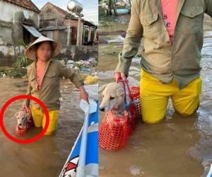 Người phụ nữ lội trong nước lũ không quên xách theo chú chó trong chiếc làn nhỏ gây xúc động