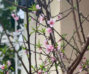 Năm nay rất lạ: Đào rừng nở giữa thu, Hà thành tới tấp đặt mua