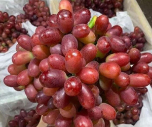 Bí mật về loại nho ruby ‘làm mưa làm gió’ trên thị trường