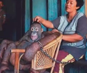 6 năm bị bắt làm nô lệ tình dục, bị giam cầm đánh đập làm trò 'mua vui' và đó chưa phải là tất cả sự hành hạ mà động vật phải gánh chịu