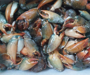 Tiếc thứ gãy rụng từ cua biển, dân buôn gom lại bán rẻ một nửa, khách mua ầm ầm