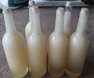 Mật ong trắng như sữa: Mỗi năm chỉ 1 lần, hàng hiếm từ đỉnh núi mây