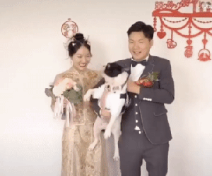 Chú chó có 'máu ghen Hoạn Thư', tung cước đá thẳng bụng cô dâu để thị uy: Ai mới là "chính cung" trong nhà này?