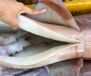 Dân buôn tiết lộ bất ngờ về loại mực khổng lồ bán rẻ 55.000 đồng/kg đang gây 'sốt'
