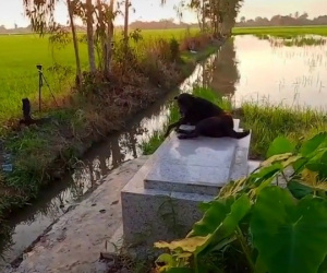 Kỳ lạ chuyện chú chó ở miền Tây quấn quýt bên mộ chủ suốt 3 năm không rời: 'Ai cho nó đồ ăn nó cũng đem ra để trước mộ, trừ khi mưa thôi còn nắng ráo là cứ nằm đó'