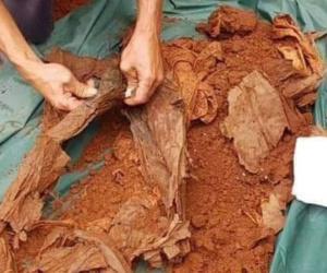 Phát hiện và quy tập 12 hài cốt liệt sĩ tại huyện Lộc Ninh, tỉnh Bình Phước