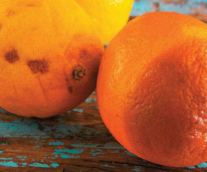2 vợ chồng cùng lúc mắc ung thư gan không rõ lý do, bác sĩ nói 'thủ phạm' là loại trái cây độc gấp 10 lần xyanua mà họ ăn hàng ngày