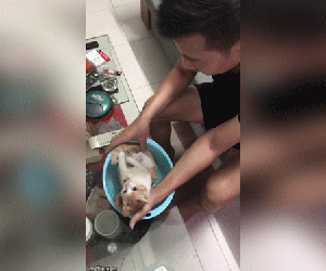 Clip: Ông nội hướng dẫn tắm cho trẻ sơ sinh, biểu cảm của 'diễn viên đóng thế' mèo con mới gây sốt cộng đồng mạng
