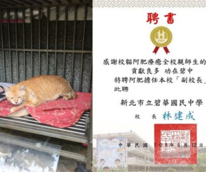 Trường cấp 2 bổ nhiệm mèo siêu mập làm hiệu phó, nhiệm vụ là ăn rồi ngủ để cả trường vuốt ve xả stress