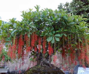 13 loại cây nên trồng trước cửa để tụ lộc, Thần Tài thấy là không đi nổi