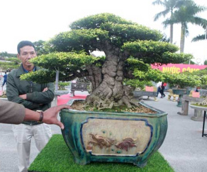 Ngắm cây cảnh mai chiếu thủy tiền tỷ khiến giới chơi cây trầm trồ