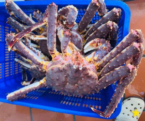 'Hoàng đế' hấp hối, bà nội trợ chung tiền mua cua siêu rẻ