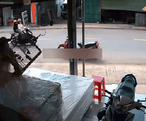 Tên trộm lỡ tay để chim sổ lồng khiến chủ nhà 'nóng mặt' vác gậy đuổi theo