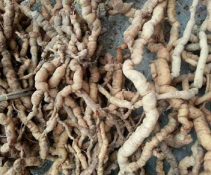 Vụ người đàn ông cương dương suốt 30 tiếng gây hàm oan cây ba kích?