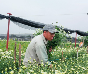 Làng Tây Tựu bận rộn, giá hoa tăng cao cận ngày 20/11