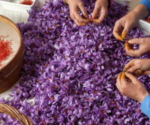 Giải mã loại nhụy hoa được tôn là 'vàng đỏ', rẻ nhất 175 triệu đắt nhất 450 triệu đồng mỗi kg