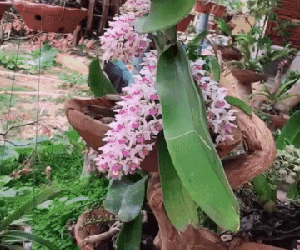 Tân Hoa hậu Việt Nam Đỗ Thị Hà khoe góc vườn rộng rãi của bố, nhìn 'sương sương' cũng đủ biết điều kiện gia đình