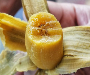Phụ nữ làm thêm một bước này trước khi ăn chuối, sau 15 ngày mỡ thừa sẽ biến mất lại trị dứt điểm hàng loạt bệnh