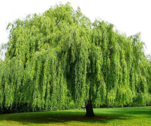 5 loại cây mang đến xui xẻo cho gia chủ, phải loại bỏ ngay kẻo không bao giờ khấm khá lên nổi