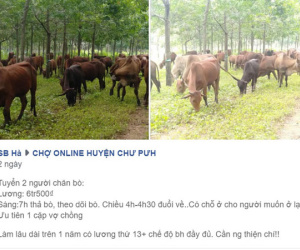 Bài đăng tuyển người chăn bò gây xôn xao mạng xã hội: Mức lương gần 7 triệu, có chỗ ngủ lại, được tham gia bảo hiểm xã hội, hưởng lương tháng 13