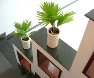 7 nguyên tắc phong thủy tối cần thiết khi đặt cây cảnh trong nhà