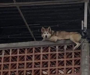 Chú Husky có thói 'hay hóng hớt' chuyện nhà hàng xóm, chủ bất lực lên mạng tìm cách trị, dân mạng nhiệt tình bày kế nhưng cách nào đọc cũng buồn cười