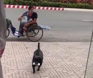 Theo ông chủ khuyết tật đi bán vé số, chú chó chân ngắn làm một hành động khiến ai nấy vừa nể vừa thương
